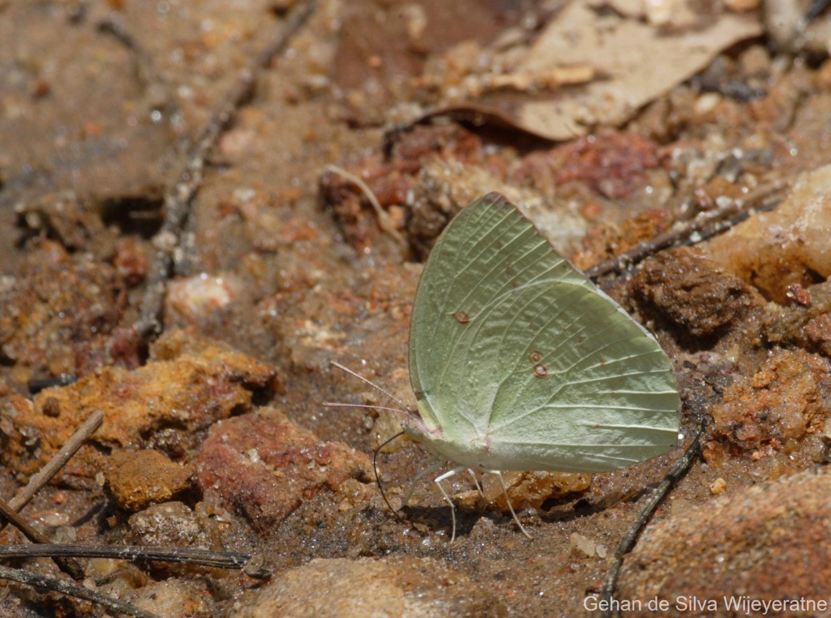 Catopsilia pomona Fabricius, 1775